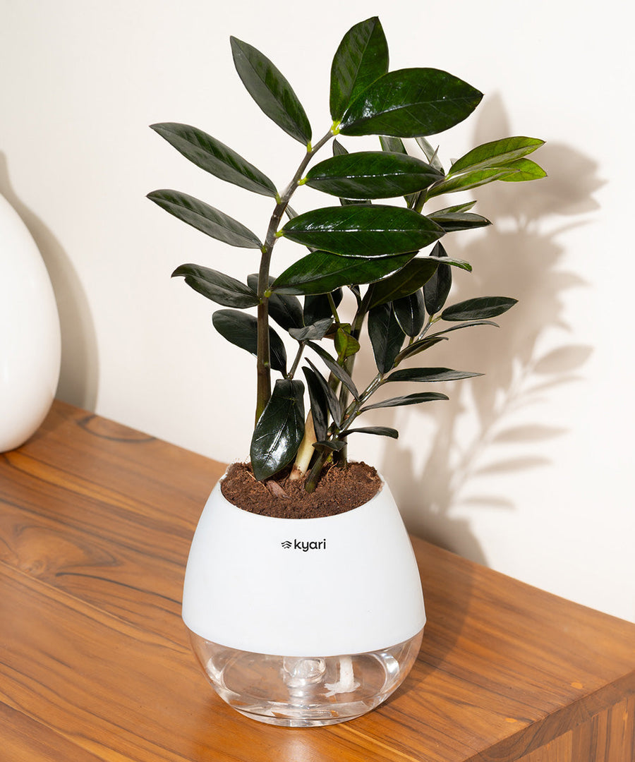 Variant image