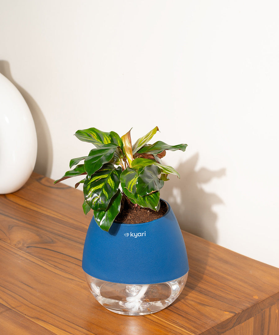 Variant image