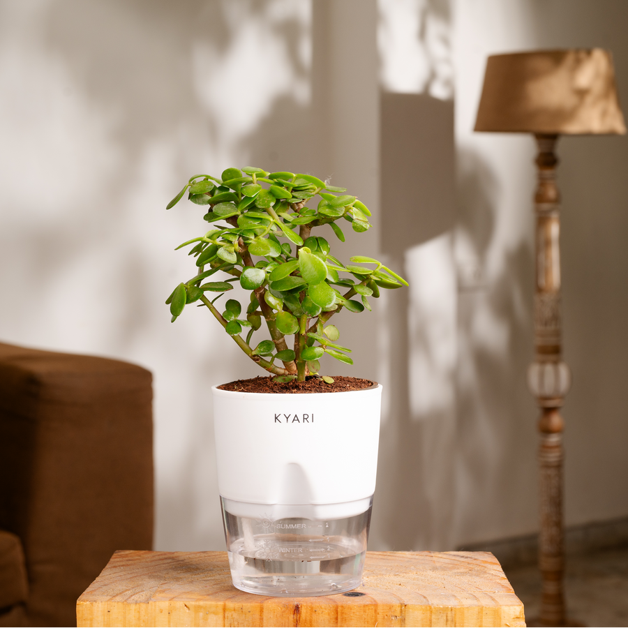 Variant image