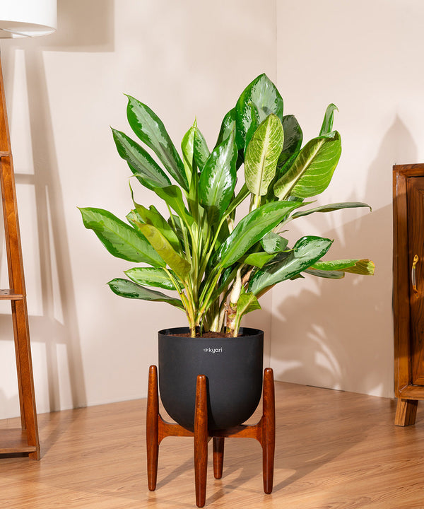 Variant image