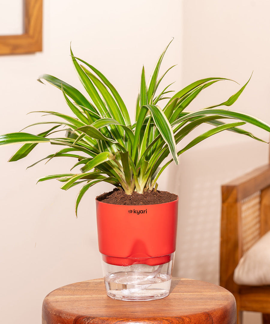 Variant image