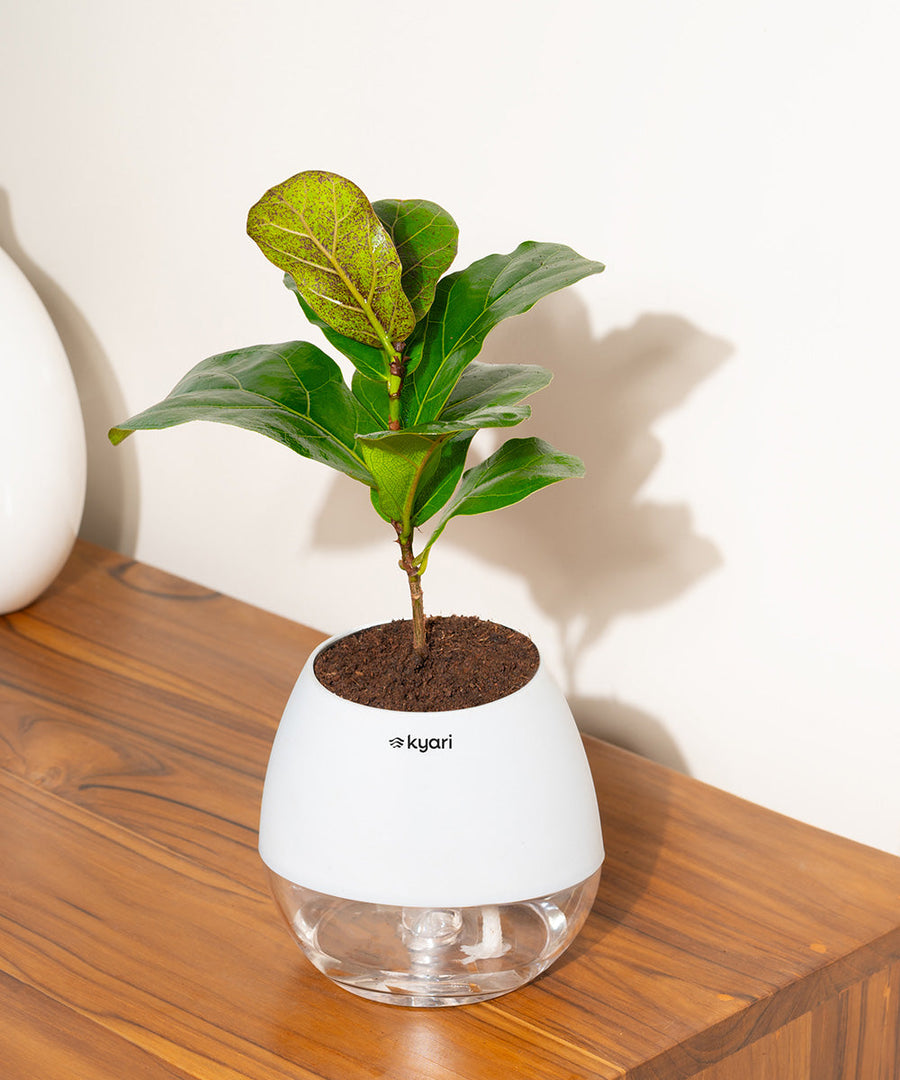 Variant image