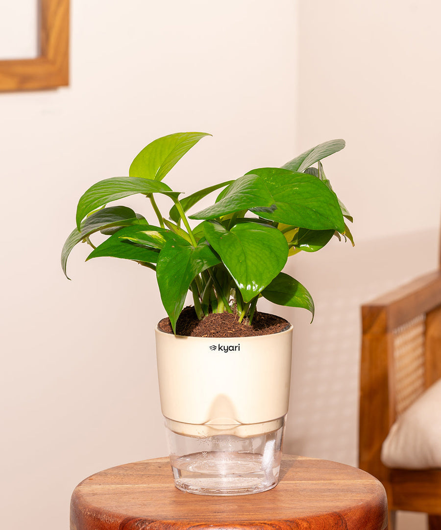 Variant image