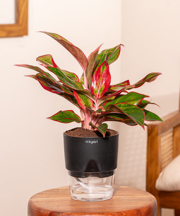 Variant image