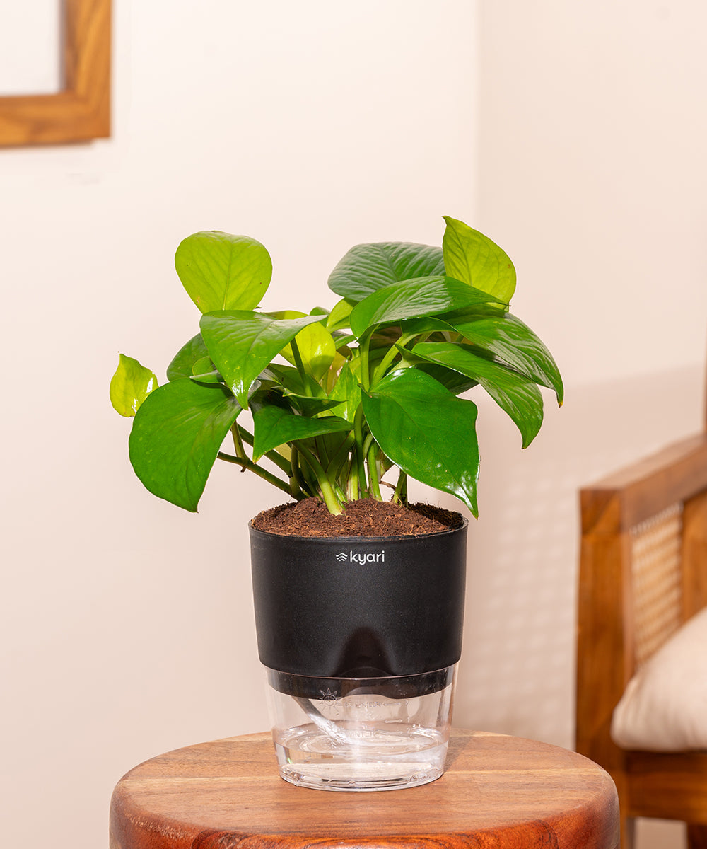 Variant image