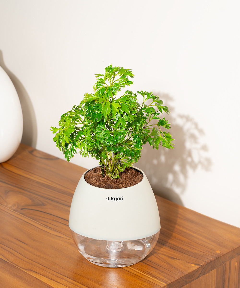 Variant image