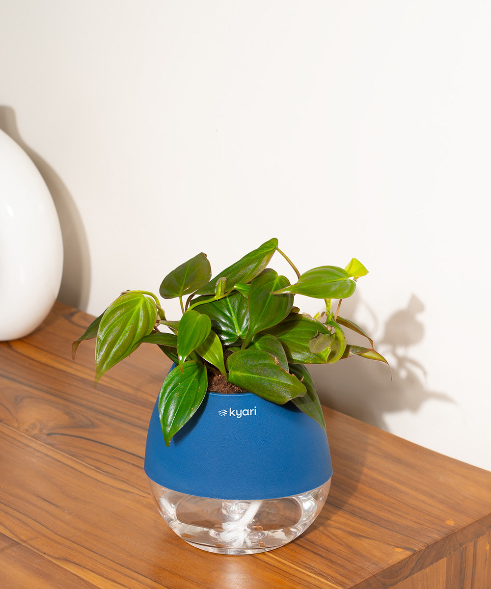 Variant image
