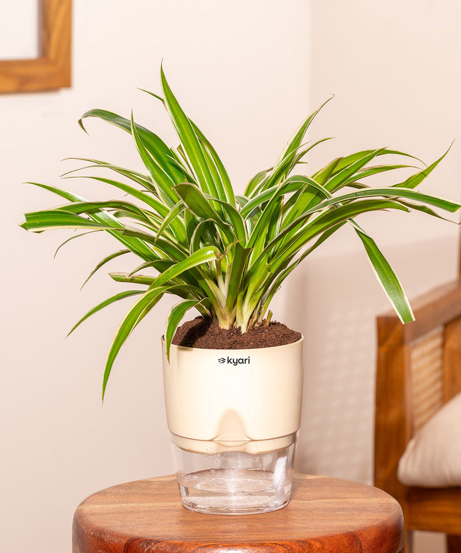 Variant image