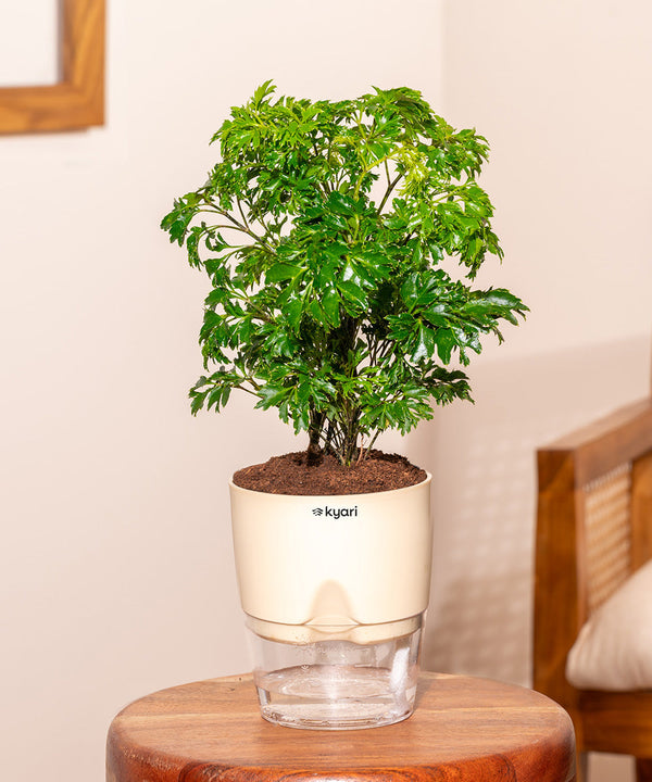 Variant image