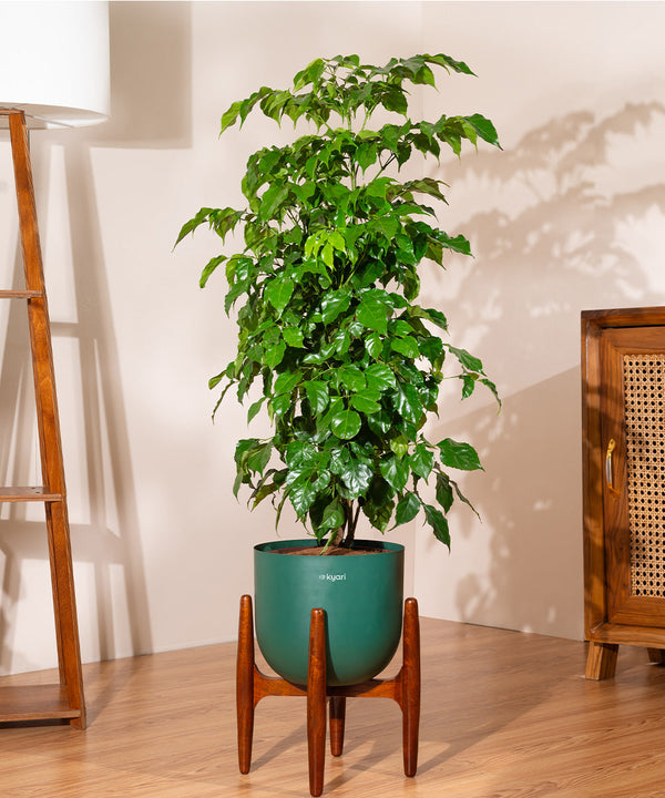 Variant image