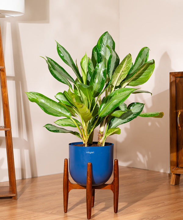 Variant image