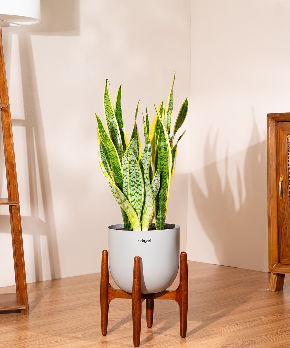Variant image