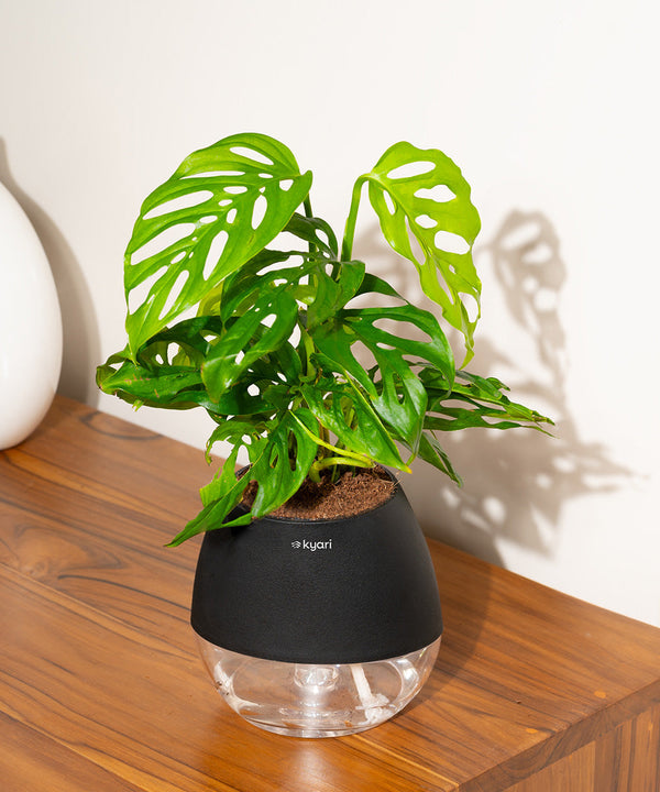 Variant image