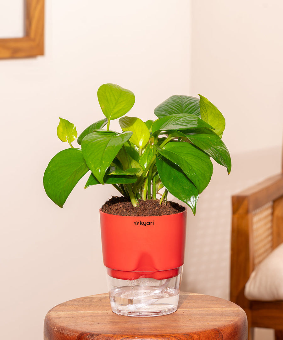 Variant image