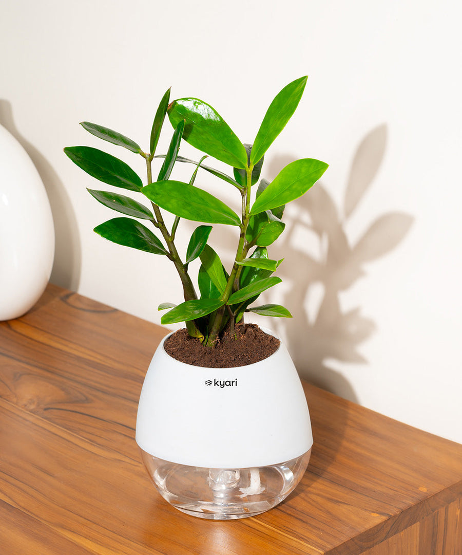 Variant image
