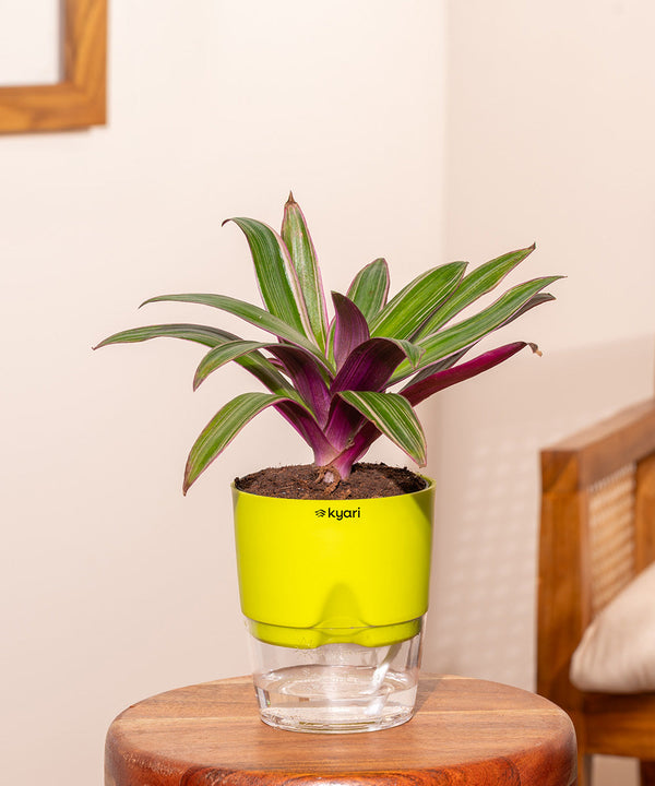 Variant image