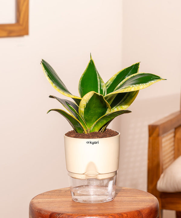 Variant image