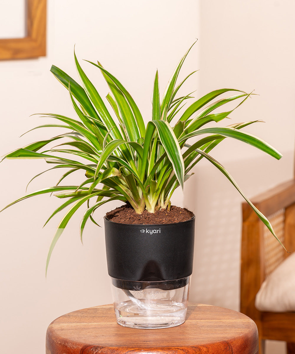 Variant image