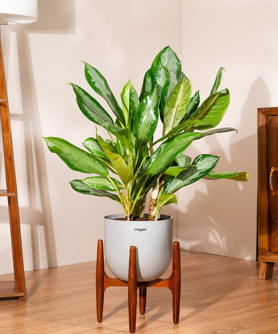 Variant image