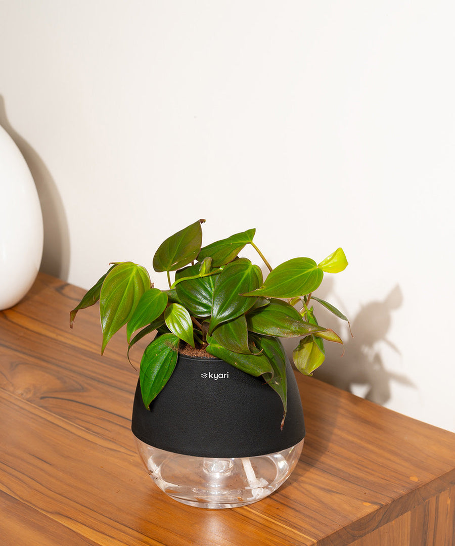 Variant image
