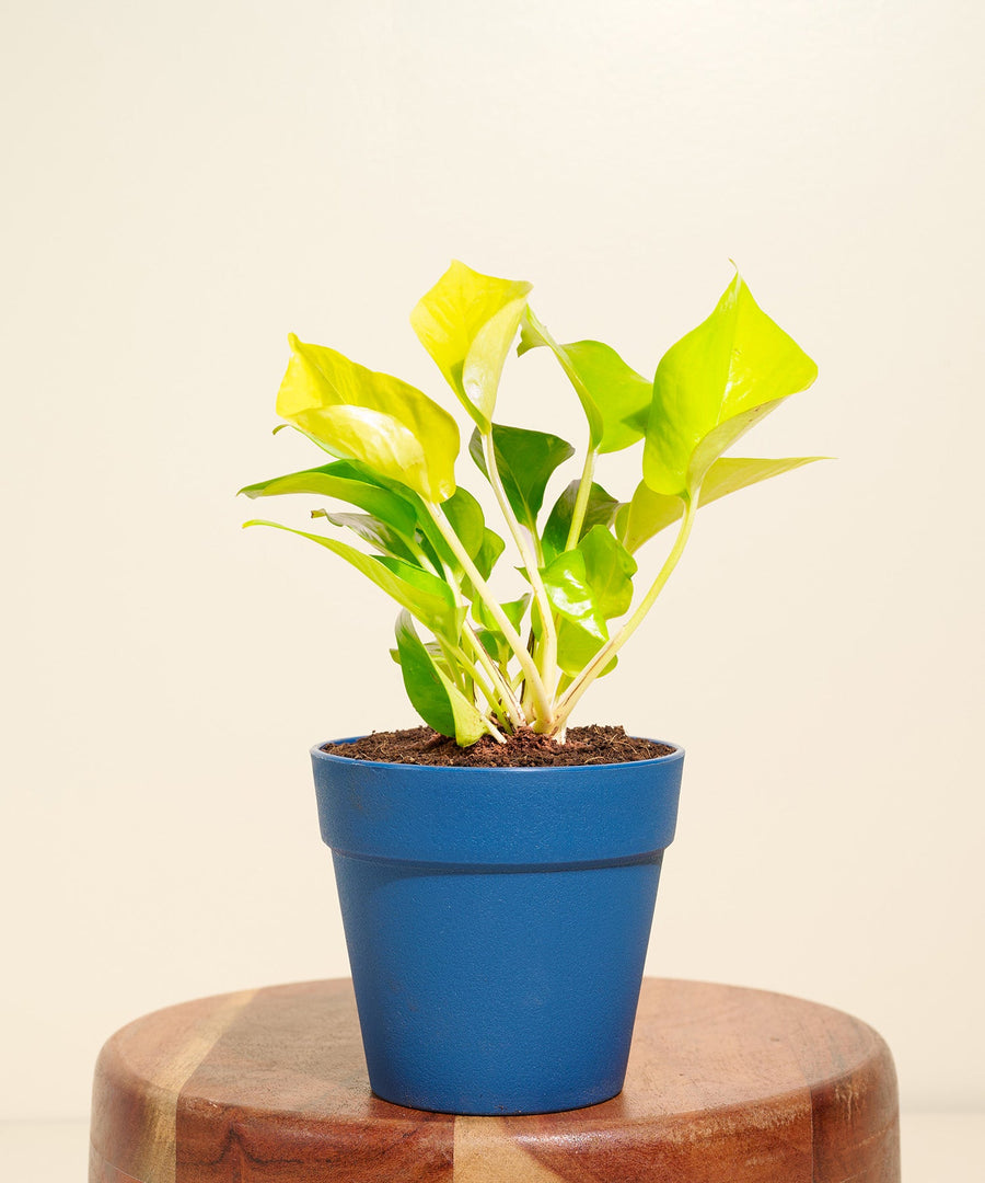 Variant image