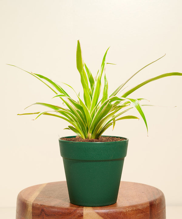 Variant image