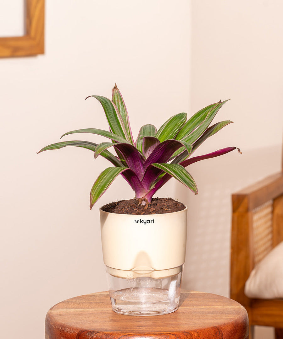 Variant image