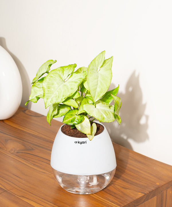 Variant image