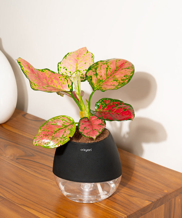 Variant image
