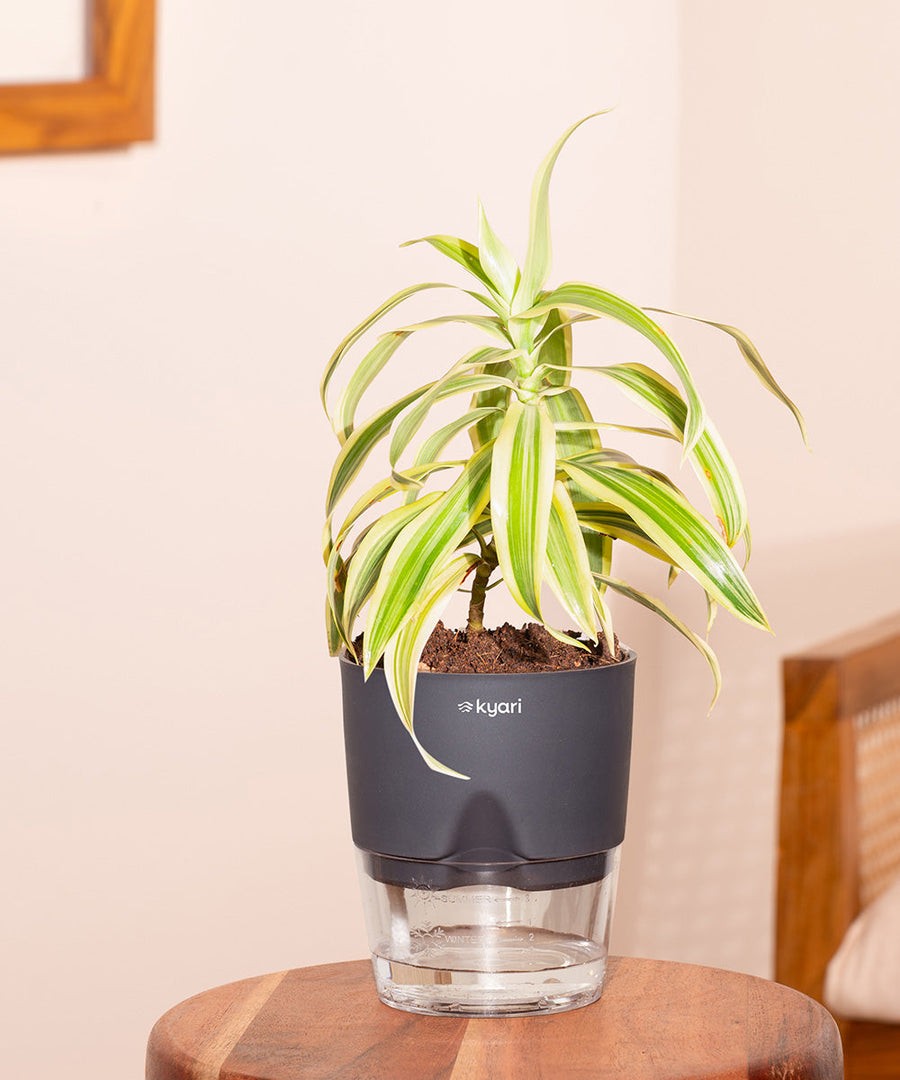 Variant image