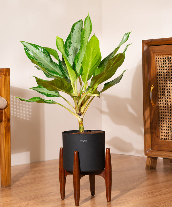Variant image