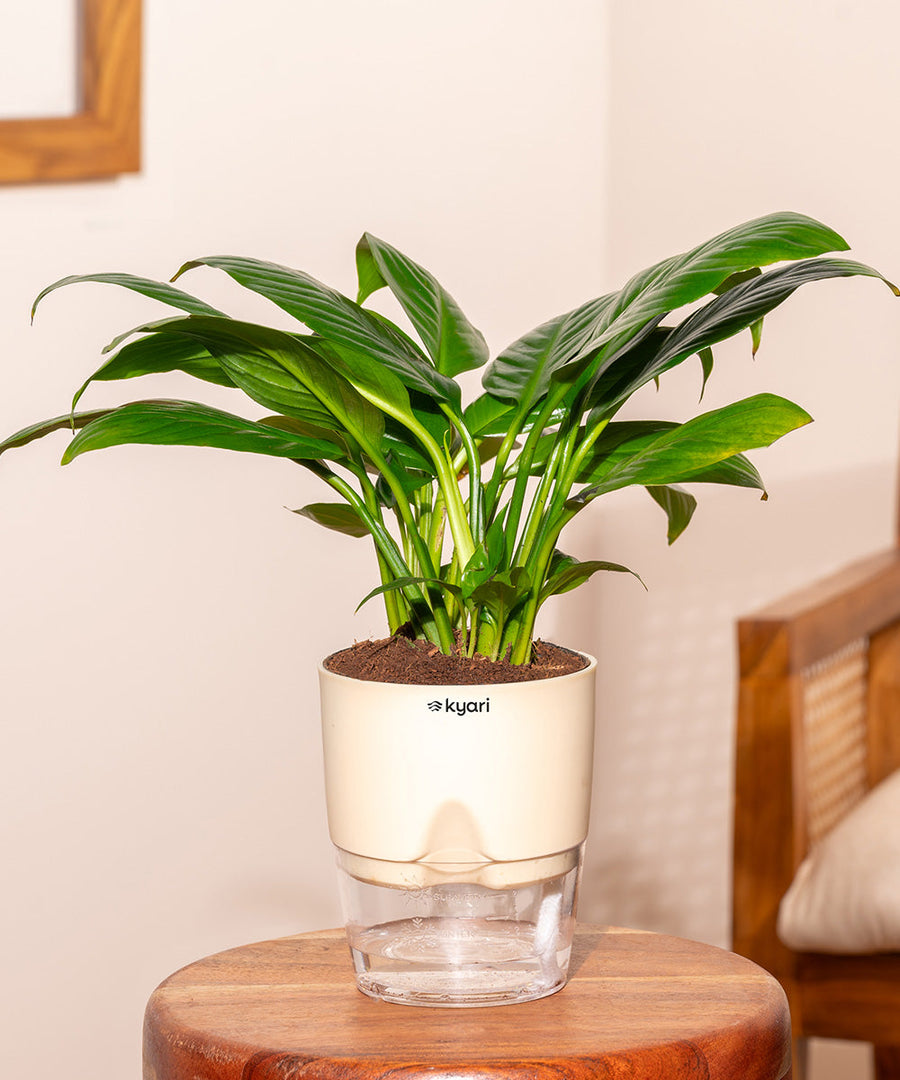 Variant image