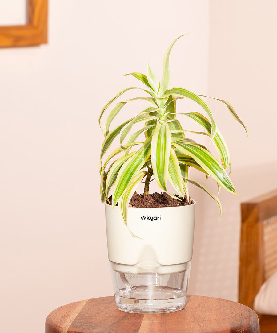 Variant image