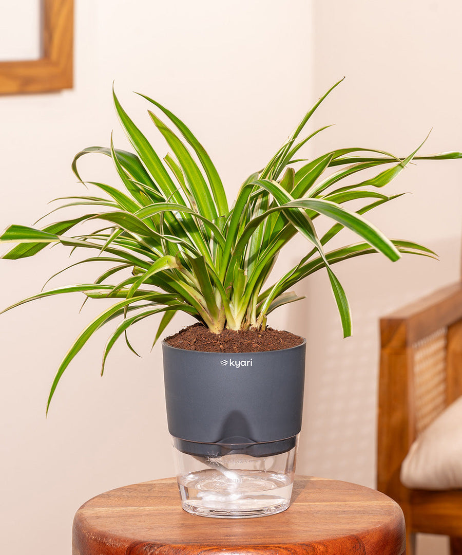 Variant image