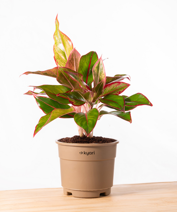 Variant image