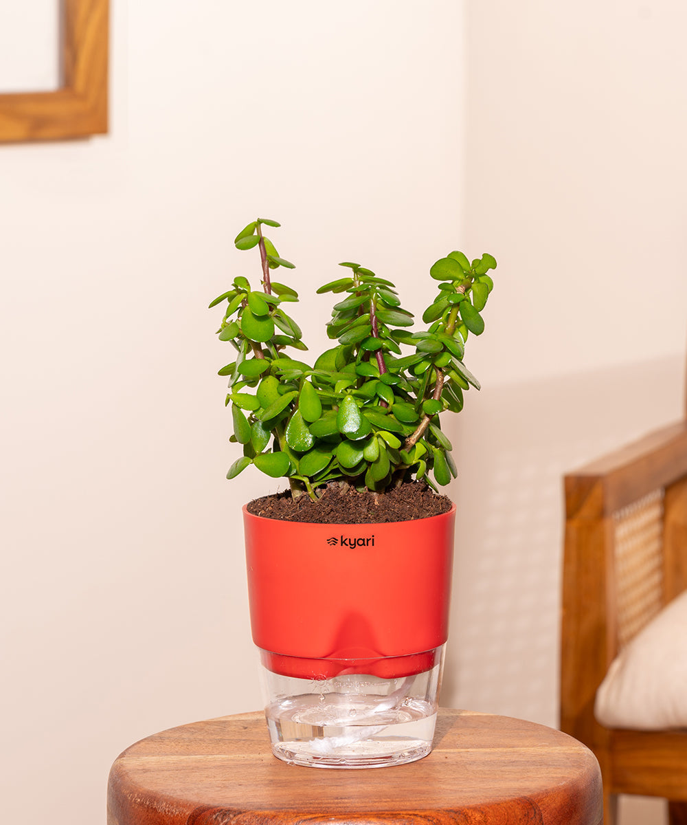 Variant image
