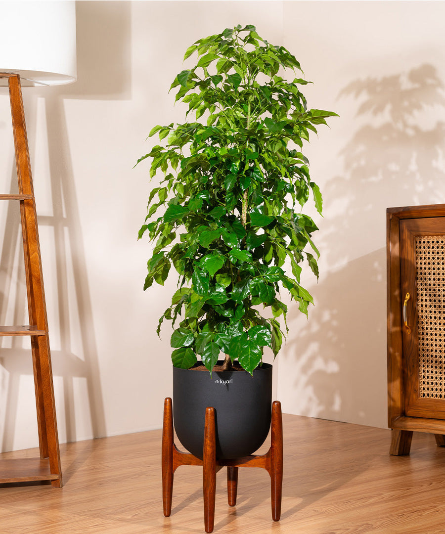 Variant image