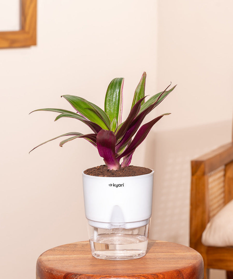 Variant image