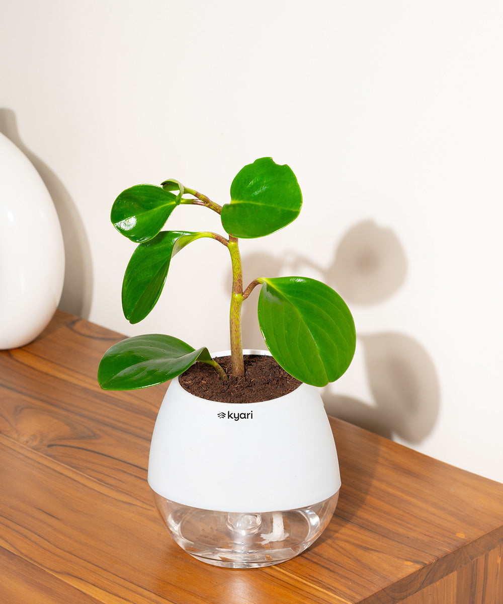 Variant image