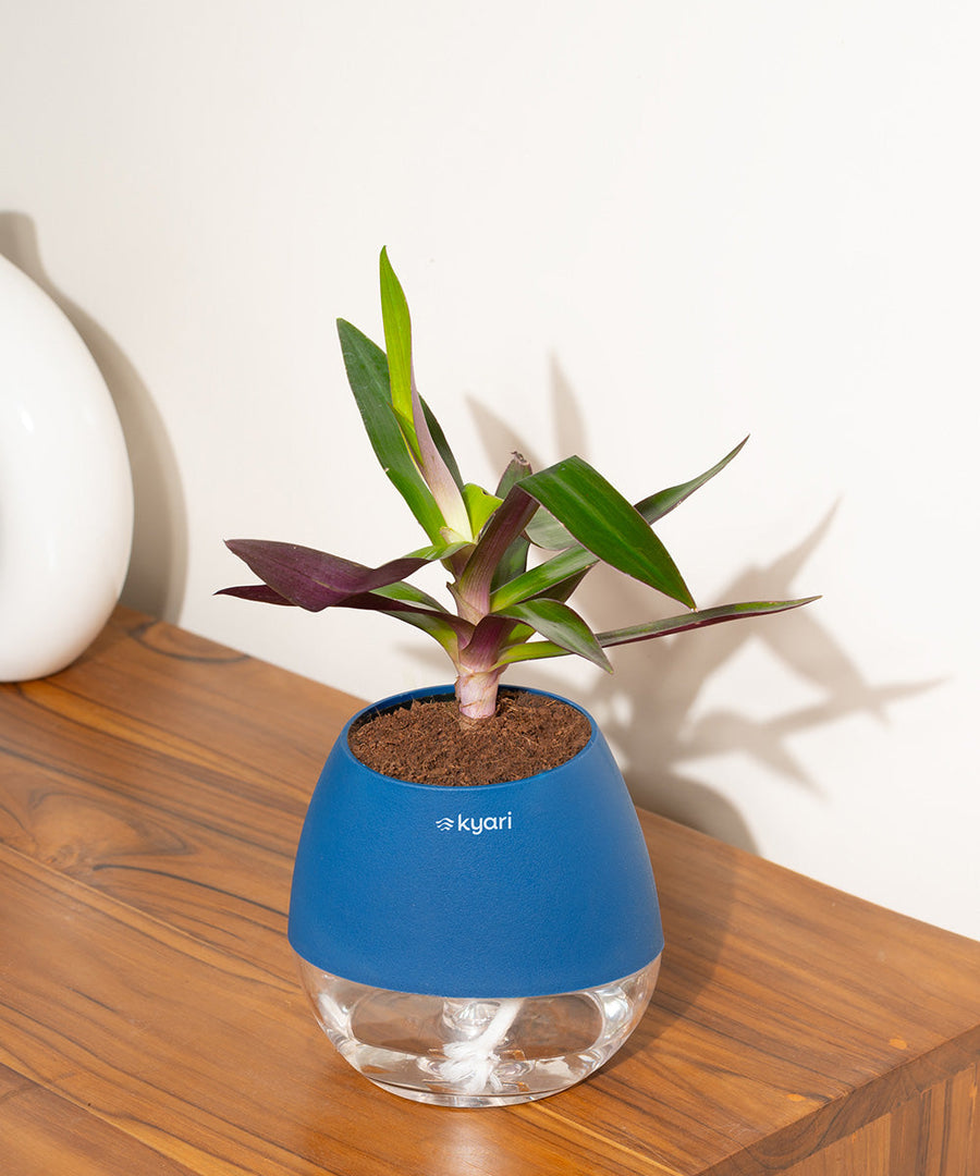 Variant image