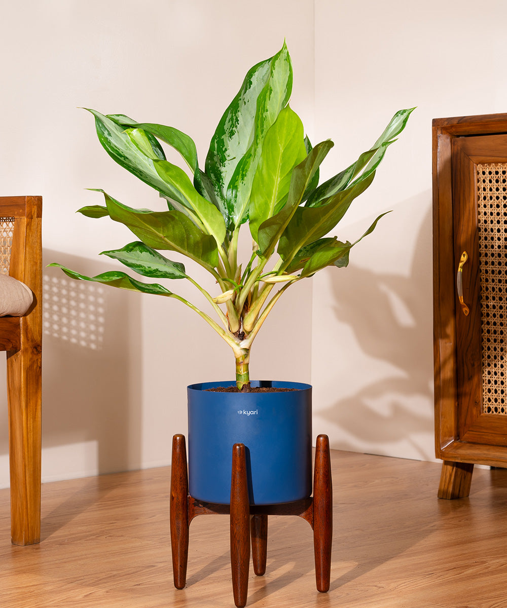 Variant image