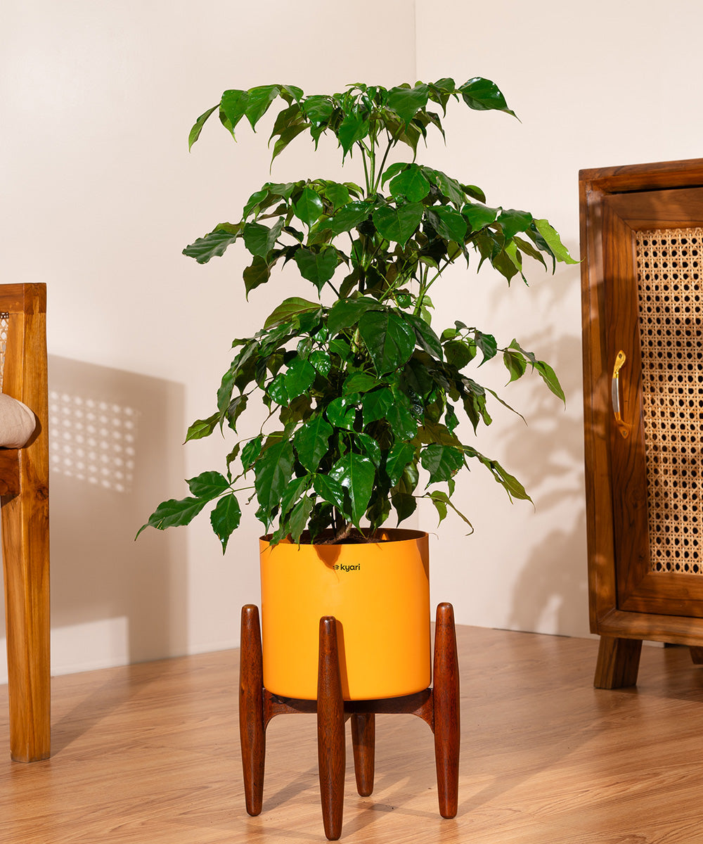 Variant image