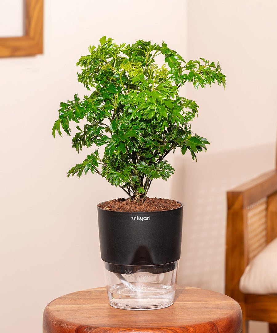 Variant image