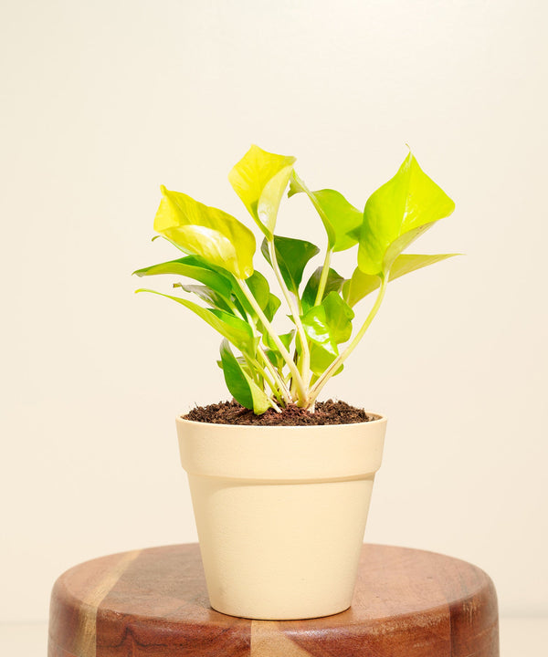 Variant image