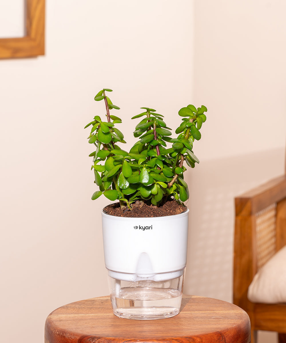 Variant image