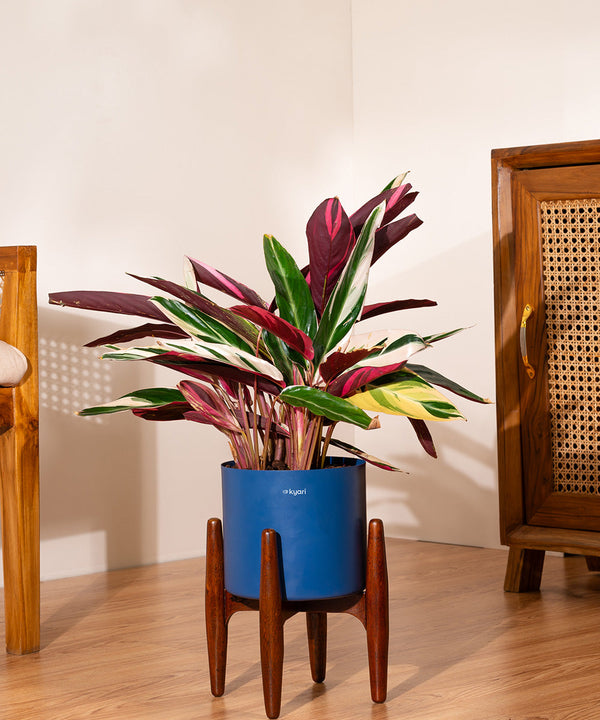 Variant image