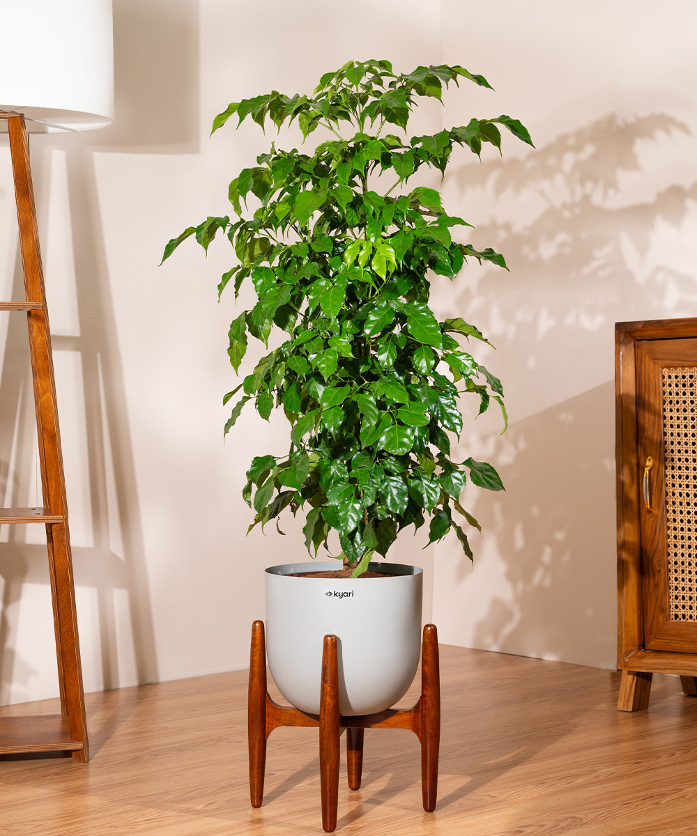 Variant image