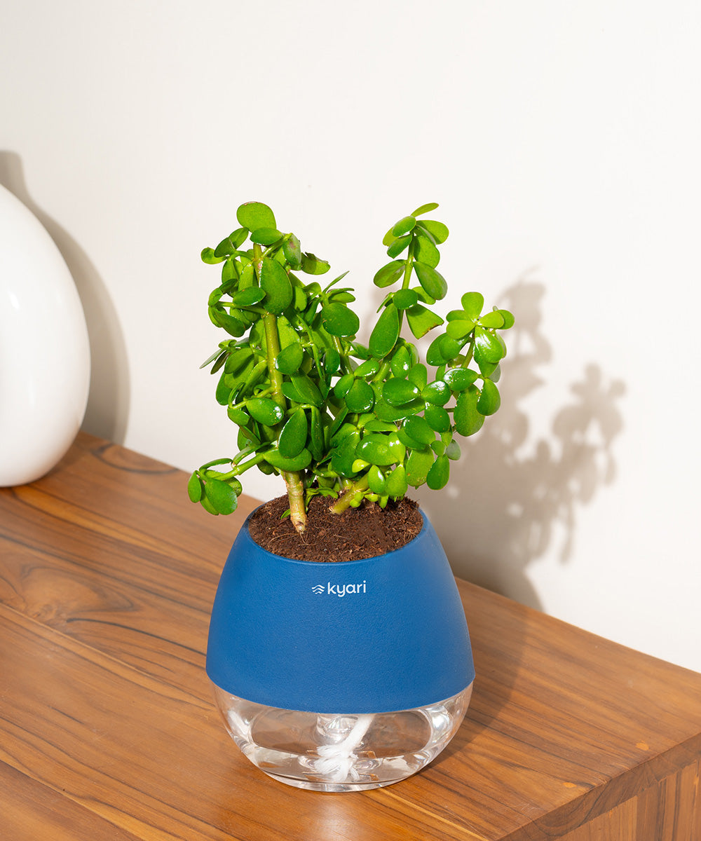 Variant image