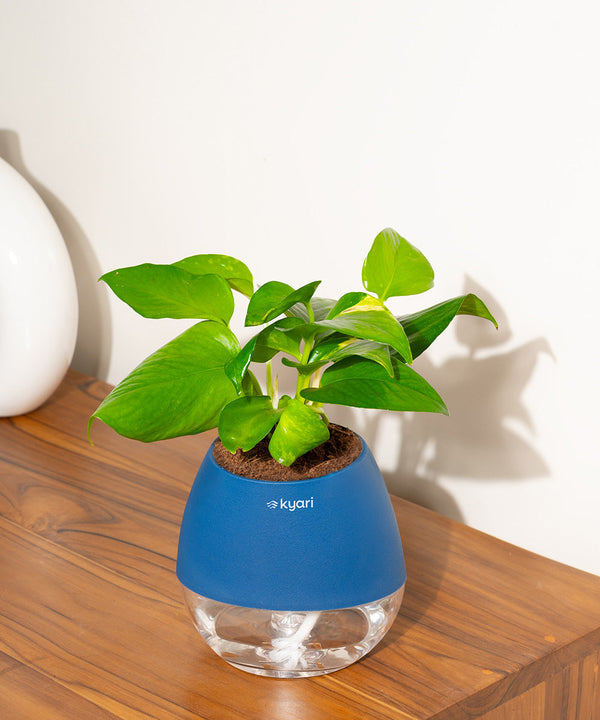 Variant image