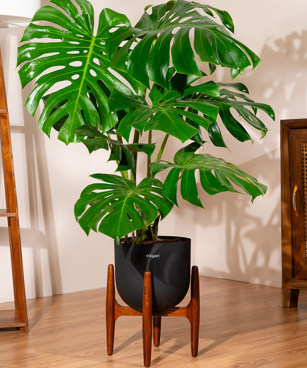 Variant image